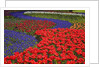 Tulips and hyacinth in Keukenhof Gardens by Anonymous