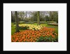 Tulips in Keukenhof Gardens by Anonymous