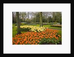 Tulips in Keukenhof Gardens by Anonymous