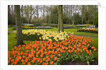 Tulips in Keukenhof Gardens by Anonymous