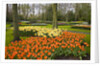 Tulips in Keukenhof Gardens by Anonymous