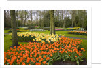 Tulips in Keukenhof Gardens by Anonymous