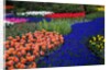 Tulips and grape hyacinth in Keukenhof Gardens by Anonymous