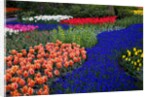 Tulips and grape hyacinth in Keukenhof Gardens by Anonymous