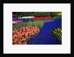 Tulips and grape hyacinth in Keukenhof Gardens by Anonymous