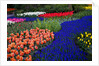 Tulips and grape hyacinth in Keukenhof Gardens by Anonymous