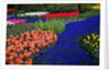 Tulips and grape hyacinth in Keukenhof Gardens by Anonymous