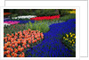 Tulips and grape hyacinth in Keukenhof Gardens by Anonymous