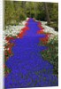 River of blue grape hyacinths bordered by red tulips in Keukenhof Gardens by Anonymous