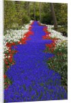 River of blue grape hyacinths bordered by red tulips in Keukenhof Gardens by Anonymous
