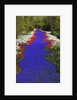 River of blue grape hyacinths bordered by red tulips in Keukenhof Gardens by Anonymous