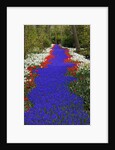 River of blue grape hyacinths bordered by red tulips in Keukenhof Gardens by Anonymous
