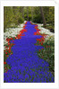 River of blue grape hyacinths bordered by red tulips in Keukenhof Gardens by Anonymous