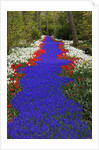 River of blue grape hyacinths bordered by red tulips in Keukenhof Gardens by Anonymous
