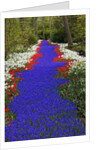 River of blue grape hyacinths bordered by red tulips in Keukenhof Gardens by Anonymous