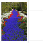 River of blue grape hyacinths bordered by red tulips in Keukenhof Gardens by Anonymous