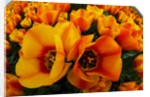 Orange tulip fields in North Holland in the Netherlands by Anonymous