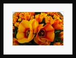 Orange tulip fields in North Holland in the Netherlands by Anonymous