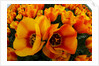 Orange tulip fields in North Holland in the Netherlands by Anonymous
