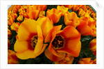 Orange tulip fields in North Holland in the Netherlands by Anonymous