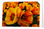 Orange tulip fields in North Holland in the Netherlands by Anonymous