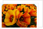 Orange tulip fields in North Holland in the Netherlands by Anonymous