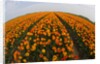 Orange tulip fields in North Holland in the Netherlands by Anonymous