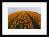 Orange tulip fields in North Holland in the Netherlands by Anonymous