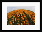 Orange tulip fields in North Holland in the Netherlands by Anonymous