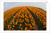 Orange tulip fields in North Holland in the Netherlands by Anonymous