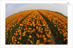 Orange tulip fields in North Holland in the Netherlands by Anonymous
