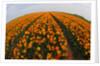 Orange tulip fields in North Holland in the Netherlands by Anonymous