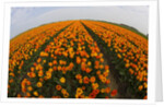 Orange tulip fields in North Holland in the Netherlands by Anonymous