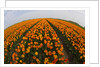 Orange tulip fields in North Holland in the Netherlands by Anonymous