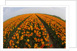 Orange tulip fields in North Holland in the Netherlands by Anonymous
