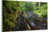Wet trail along Sweet Creek near Florence on the Oregon Coast by Anonymous