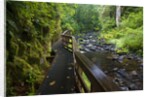 Wet trail along Sweet Creek near Florence on the Oregon Coast by Anonymous