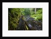 Wet trail along Sweet Creek near Florence on the Oregon Coast by Anonymous
