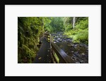 Wet trail along Sweet Creek near Florence on the Oregon Coast by Anonymous