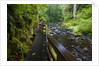 Wet trail along Sweet Creek near Florence on the Oregon Coast by Anonymous