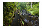 Wet trail along Sweet Creek near Florence on the Oregon Coast by Anonymous