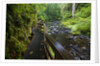 Wet trail along Sweet Creek near Florence on the Oregon Coast by Anonymous