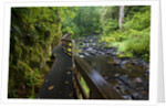 Wet trail along Sweet Creek near Florence on the Oregon Coast by Anonymous
