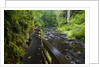 Wet trail along Sweet Creek near Florence on the Oregon Coast by Anonymous