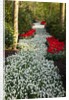 Strip of white grape hyacinths edged with red tulips in Keukenhof Gardens by Anonymous