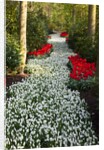 Strip of white grape hyacinths edged with red tulips in Keukenhof Gardens by Anonymous