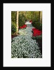 Strip of white grape hyacinths edged with red tulips in Keukenhof Gardens by Anonymous