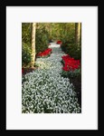 Strip of white grape hyacinths edged with red tulips in Keukenhof Gardens by Anonymous