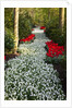 Strip of white grape hyacinths edged with red tulips in Keukenhof Gardens by Anonymous