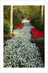 Strip of white grape hyacinths edged with red tulips in Keukenhof Gardens by Anonymous
